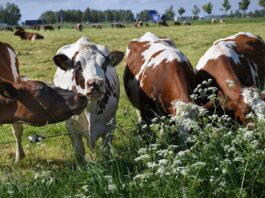 ABN Amro voorziet door krimpende veestapel goed jaar voor veeboeren