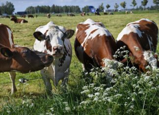 ABN Amro voorziet door krimpende veestapel goed jaar voor veeboeren