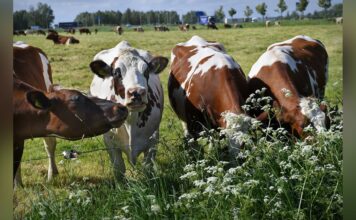 ABN Amro voorziet door krimpende veestapel goed jaar voor veeboeren