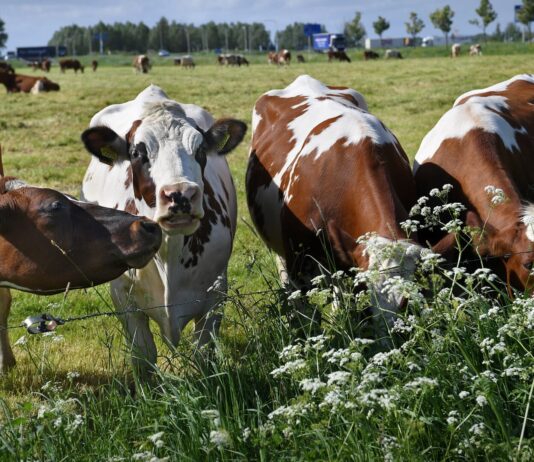 ABN Amro voorziet door krimpende veestapel goed jaar voor veeboeren