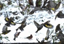Sneeuw hoort bij Nederlandse winter, maar wordt steeds zeldzamer