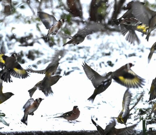 Sneeuw hoort bij Nederlandse winter, maar wordt steeds zeldzamer